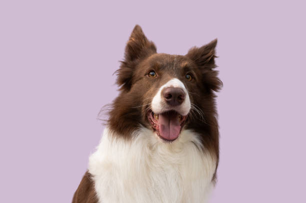 istock Happy border collie smiling on purple background 2187735328