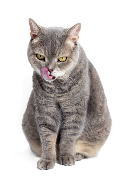 istock Chubby British Shorthair Cat Licking Itself on White Background. Studio shoot 2187735386