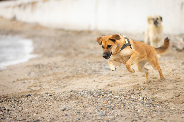 Mixed-breed domestic dog is running on sands at beach.