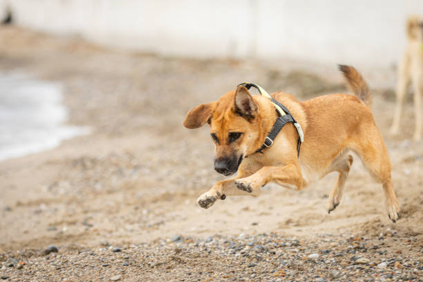 Mixed-breed domestic dog is running on sands at beach.