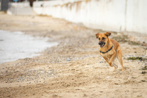 Mixed-breed domestic dog is running on sands at beach.