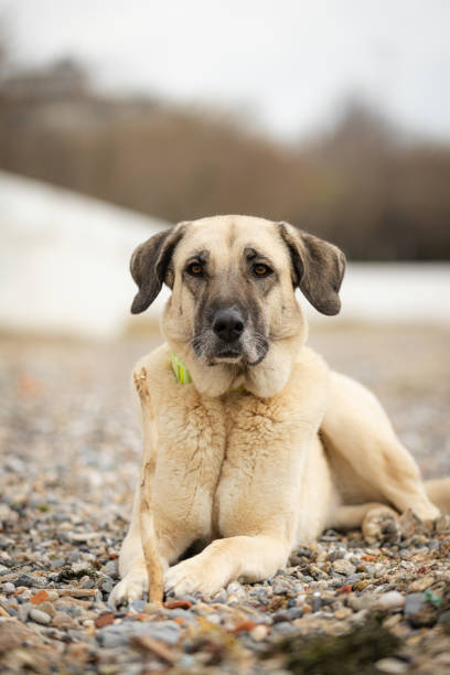 Playful domestic dog is resting on sands at beach.