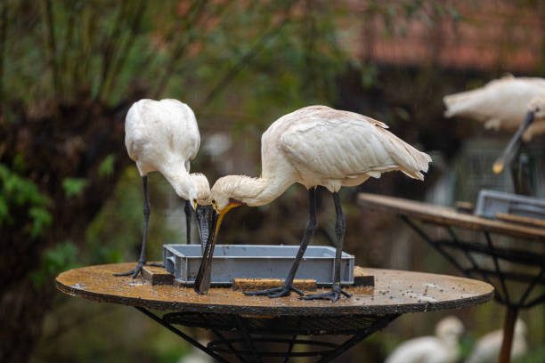 Eurasian spoonbill at the green field