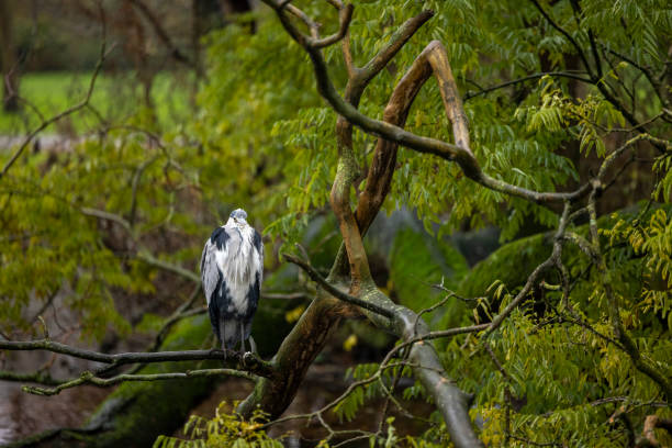 heron bird in the green field