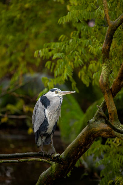 heron bird in the green field