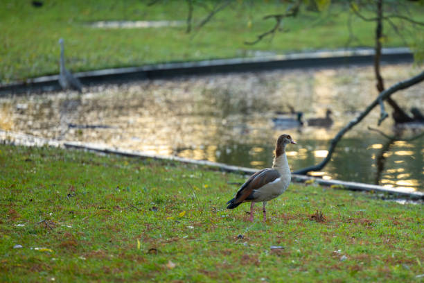 A bird in the green field