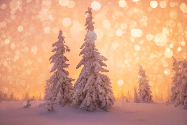Tall trees covered with snow in a forest from Romania