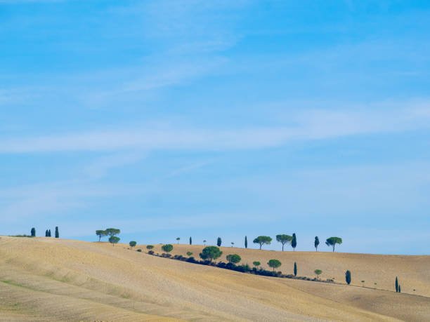 Tuscany rural landscape  with Cypress trees and yellow fields