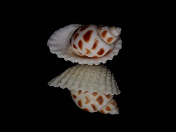 istock Babylonia Areolata Hermit Crab Sea Shell Nestled In Scallop Shell. 2187739742