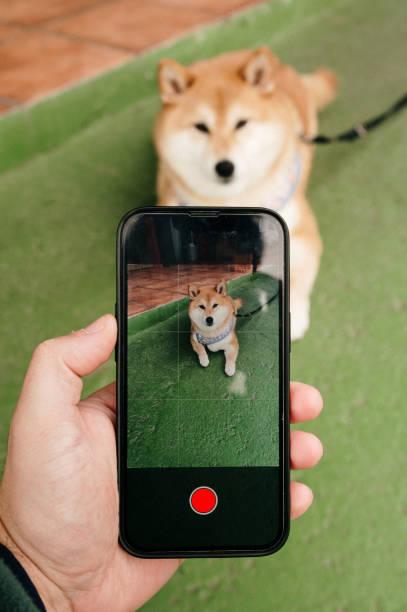 istock Filming a Shiba Inu dog 2187739867