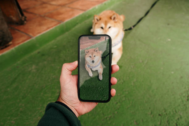 istock Taking a photo of a dog 2187739873