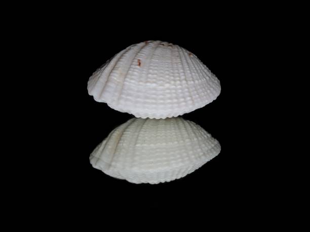 istock Complete Top & Bottom Of Cardites Floridanus Shell. 2187740221