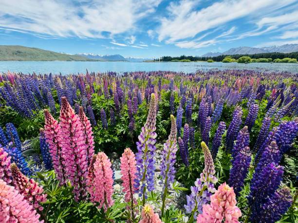 istock Lupin flowers in bloom at Lake Tekapo 2187744125