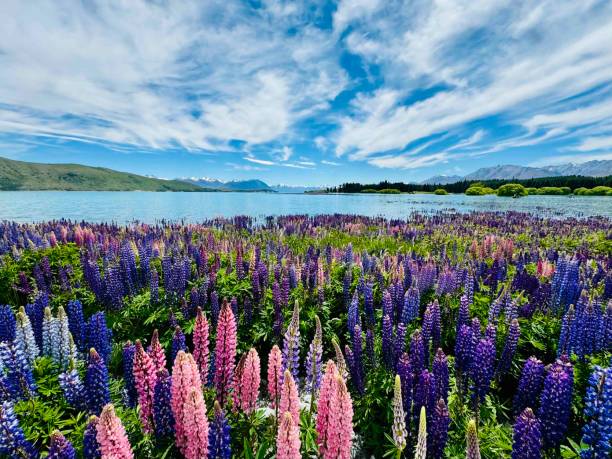 istock Lupin flowers in bloom at Lake Tekapo 2187744130