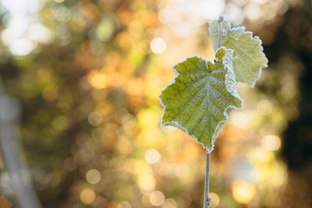 frozen currant leaf. ice crystals. close-up. free space