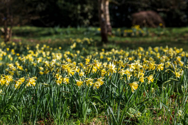 istock A field of daffodils blooming on a sunny March day 2187745052