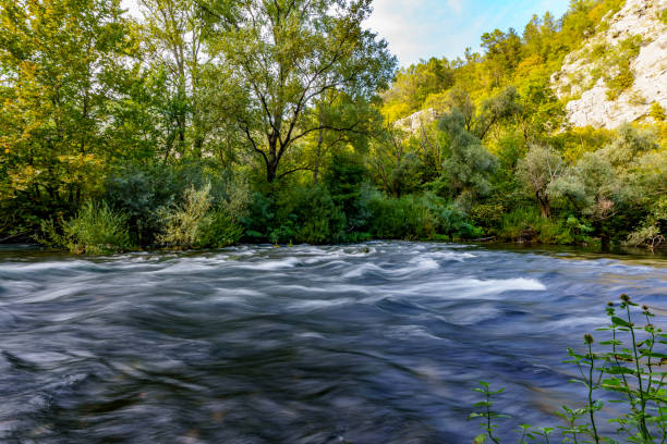 Beautiful view of a calm river hidden among dense plants and trees