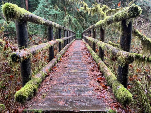 Moss Covered Hiking Bridge Near Kentucky Falls, OR