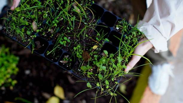 istock female hand holding microgreen containers 2187750520