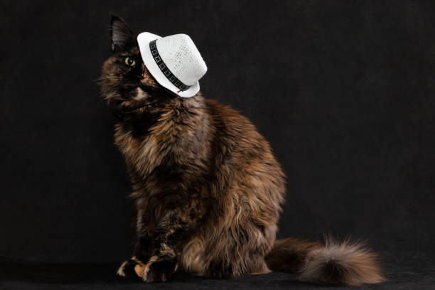 Brown Cat in White Hat on Black Background Horizontal Photo