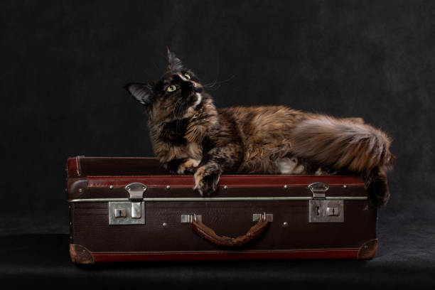 istock Maine cat lying on a suitcase on a black background 2187751777