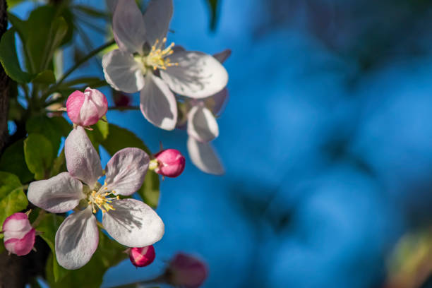 A close up of a tree with pink flowers. The flowers are in full bloom and the tree is surrounded by a blue sky. Concept of beauty and tranquility, as the pink flowers contrast with the clear blue sky