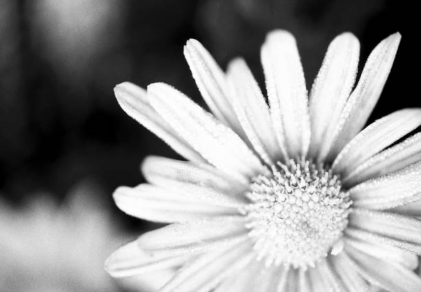 Detail of plant/flower captured in summer on black and white film 35 film by an old-fashioned analogue film camera with a prime 105 mm f/2.8 macro lens. The granularity in the image is real film grain (due to the presence of small particles of a metallic silver on the negative). Shallow depth of field. Copy space. The image is part of a series of similar images captured on the same 35 mm film.