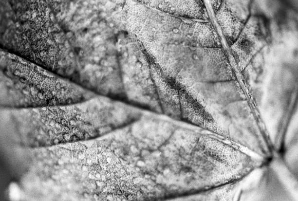 istock Plant captured on black and white film 2187753412