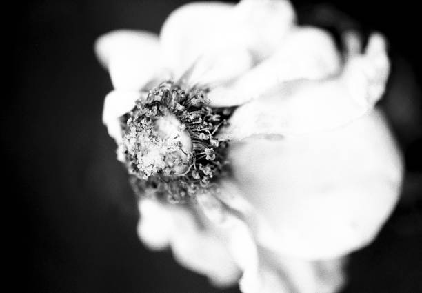 Detail of plant/flower captured in summer on black and white film 35 film by an old-fashioned analogue film camera with a prime 105 mm f/2.8 macro lens. The granularity in the image is real film grain (due to the presence of small particles of a metallic silver on the negative). Shallow depth of field. Copy space. The image is part of a series of similar images captured on the same 35 mm film.