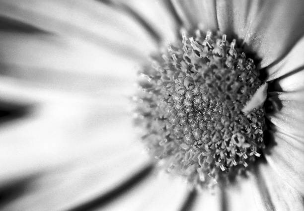 A beautiful garden plant in bloom