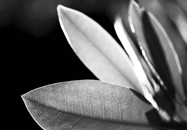 istock Plant captured on black and white film 2187753475
