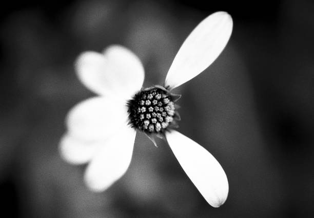 Detail of plant/flower captured in summer on black and white film 35 film by an old-fashioned analogue film camera with a prime 105 mm f/2.8 macro lens. The granularity in the image is real film grain (due to the presence of small particles of a metallic silver on the negative). Shallow depth of field. Copy space. The image is part of a series of similar images captured on the same 35 mm film.