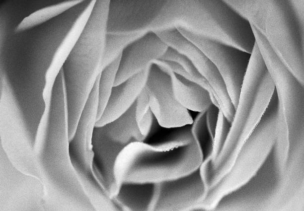 Detail of plant/flower captured in summer on black and white film 35 film by an old-fashioned analogue film camera with a prime 105 mm f/2.8 macro lens. The granularity in the image is real film grain (due to the presence of small particles of a metallic silver on the negative). Shallow depth of field. Copy space. The image is part of a series of similar images captured on the same 35 mm film.