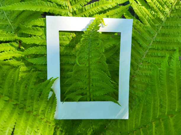 Fresh green fern branches and a cardboard white photo frame. Flat surface, top view.