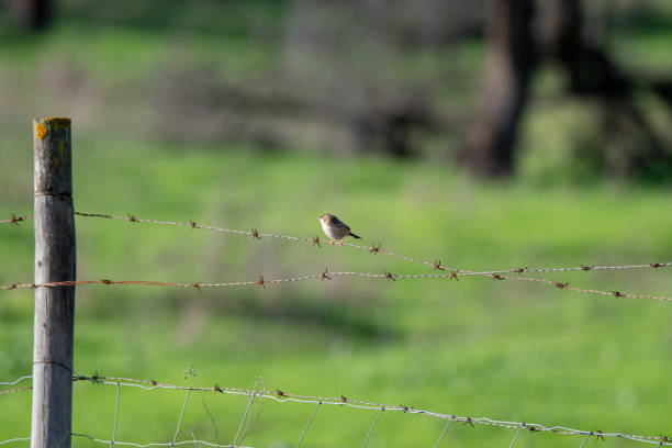 istock Zitting cisticola or streaked fantail warbler (Cisticola juncidis) 2187756803