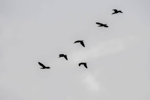 istock A flock of cormorants 2187756914