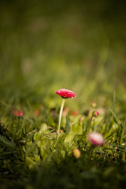 Mushrooms in the grass