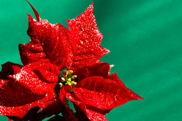 istock Poinsettia. Christmas decoration. 2187760002