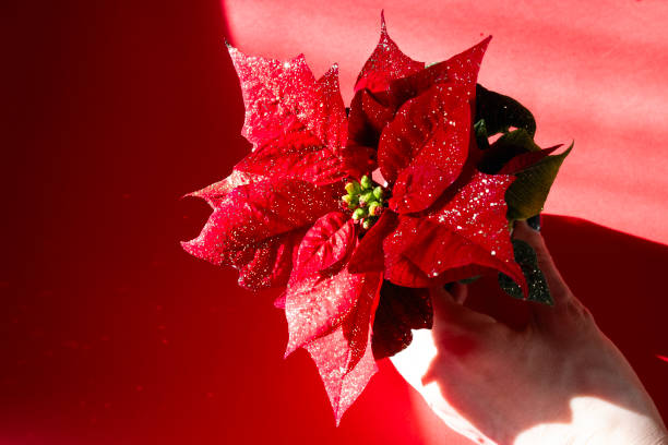 A beautiful red flower Poinsettia, also known as the Star of Bethlehem, is often present as decoration during the Christmas season.