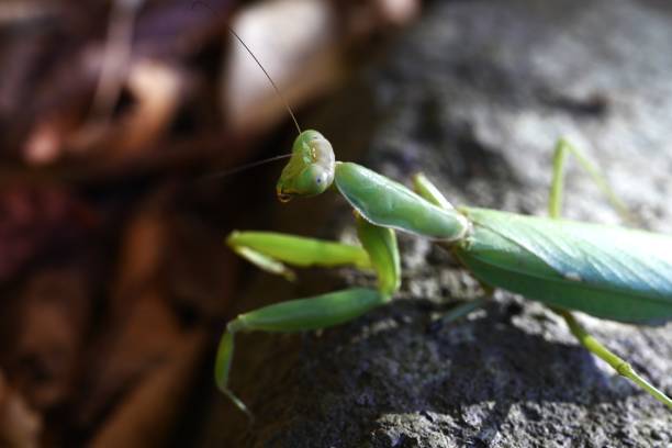 istock An Asian mantis (Hierodula patellifera) in the forest. 2187761954