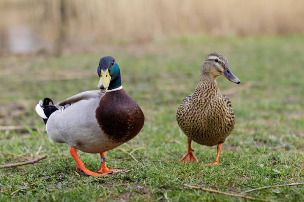istock A pair of wild ducks are standing on the grass. 2187763072