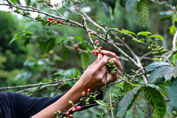 istock Coffee farmers picking coffee berries close up 2187766042