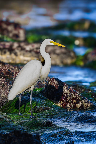 istock Great Egret in Coastal Habitat 2187766487
