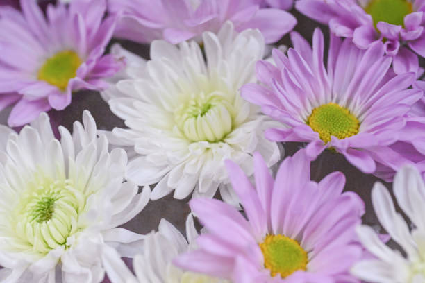 Bouquet of flowers