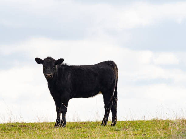 Young Black Angus cow standing atop a small grass hill with blue sky and clouds behind. The yearling animal is looking at the camera. Photographed in Iowa.