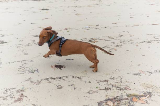 Dachschund puppy playing at the beach in the sand running very fast