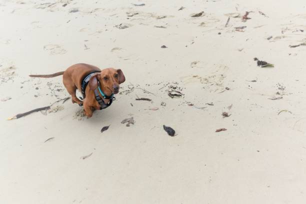 Dachschund puppy playing at the beach in the sand looking at the camera