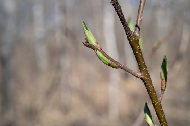 The first spring leaves on a branch, close-up.