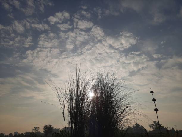 Saccharum spontaneum Plant. Its other names wild sugarcane and Kans grass. Its grass native to the Indian Subcontinent. It is a perennial grass,growing up to three meters in height.