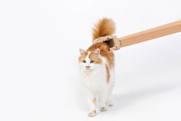 istock Engaging in Playful Interactions and Demonstrating Affection with a Cat in a Cozy Domestic Setting 2187773603